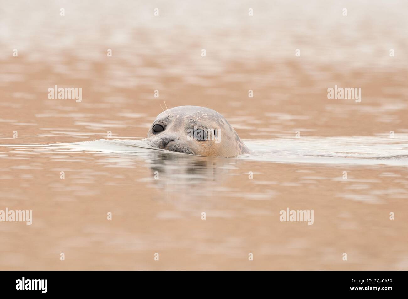 Common Seal, swimming in estuary, Norfolk, May Stock Photo