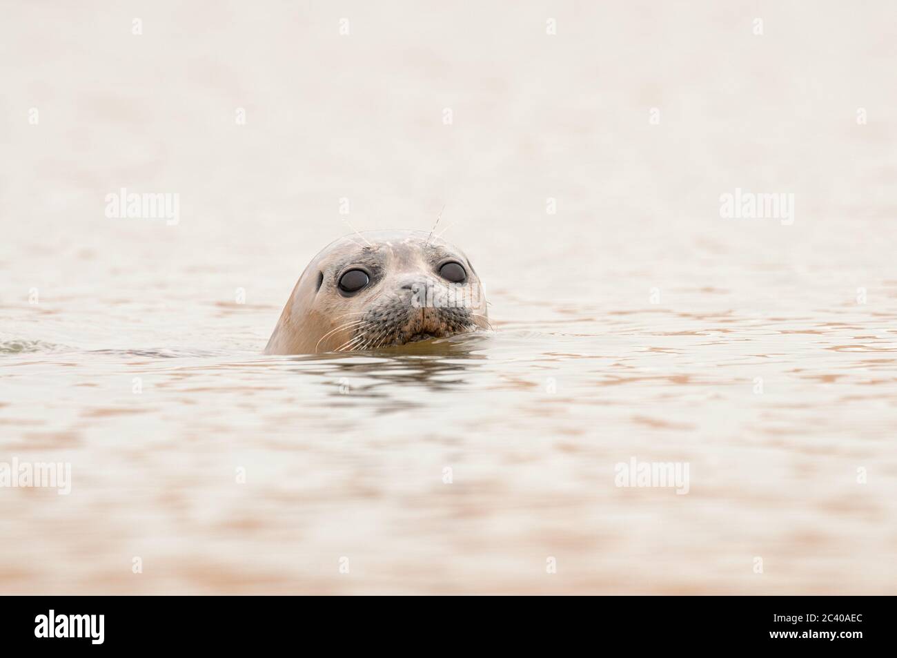 Common Seal, swimming in estuary, Norfolk, May Stock Photo