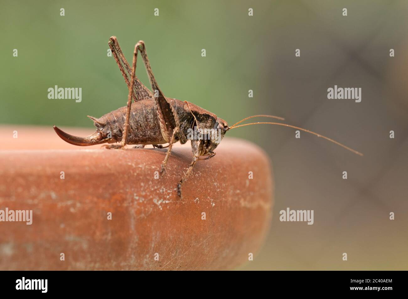 Dark bush cricket, Pholidoptera griseoaptera, on edge of plant pot, garden, Norfolk, October Stock Photo