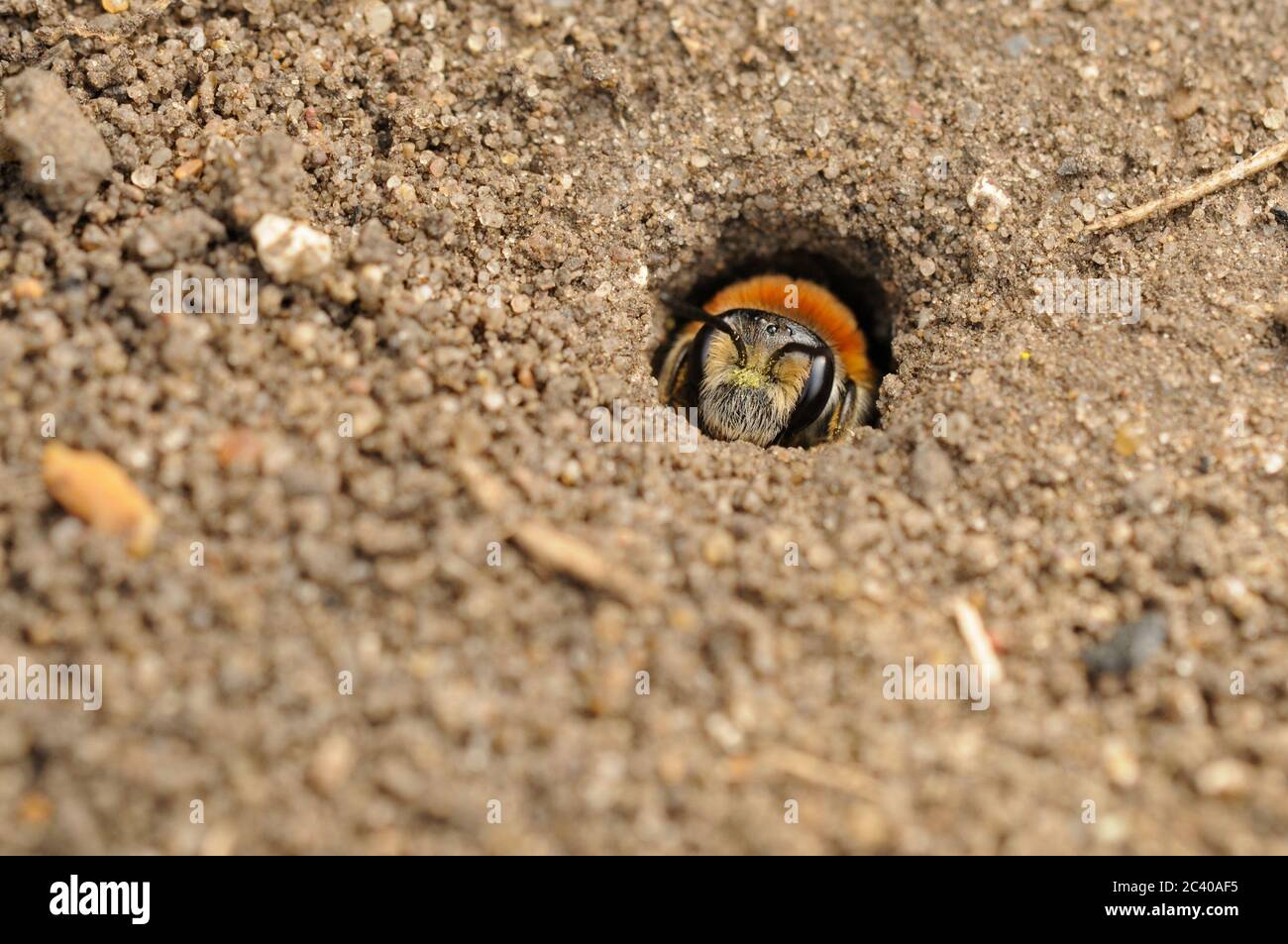 Early Mining Bee, Andrena haemorrhoa, at entrance to nest burrow, April, Norfolk Stock Photo