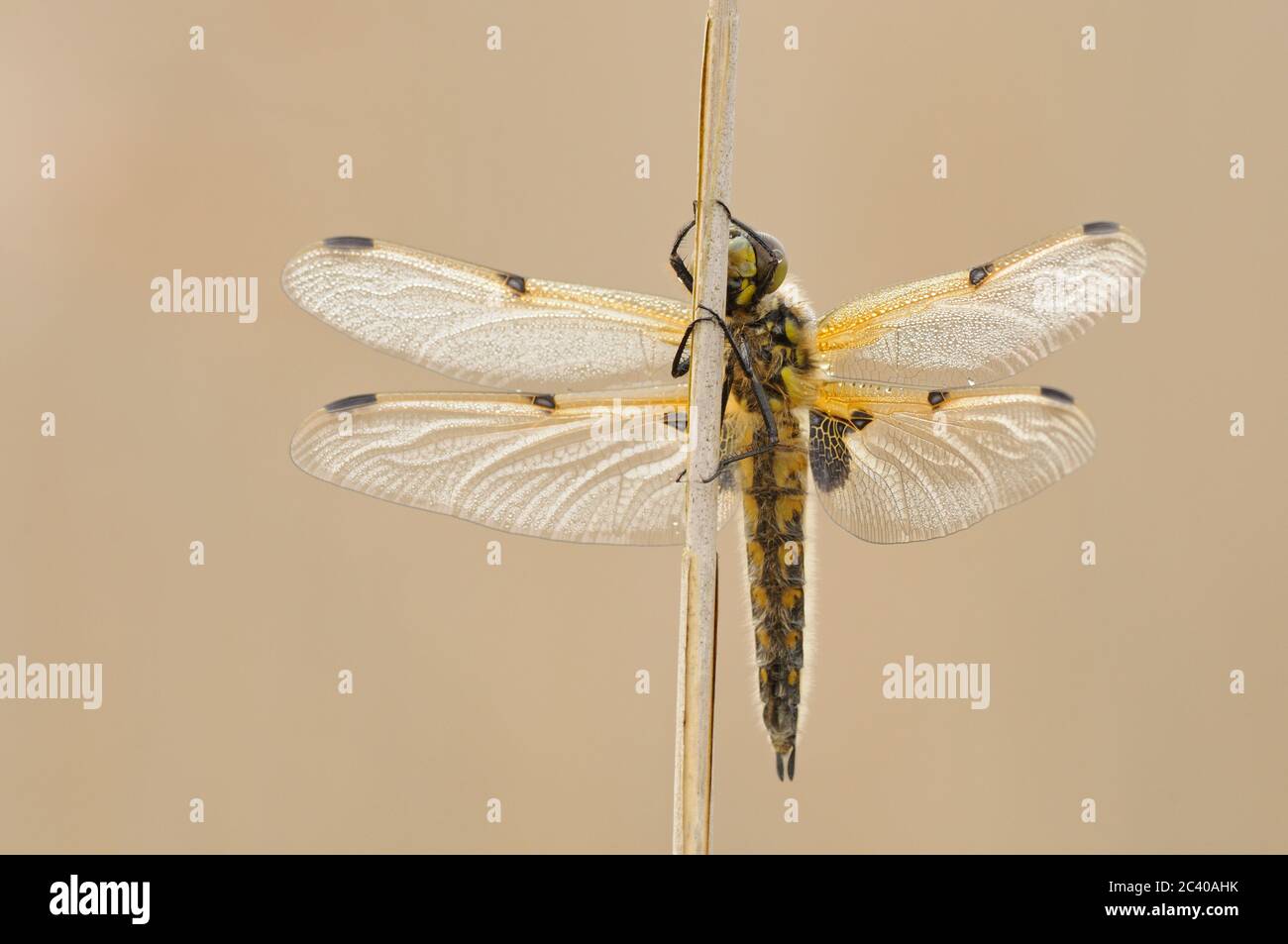 Four-spotted Chaser, Libellula quadrimaculata, on reed stem, covered in dew, Spring, Fen, Norfolk Stock Photo