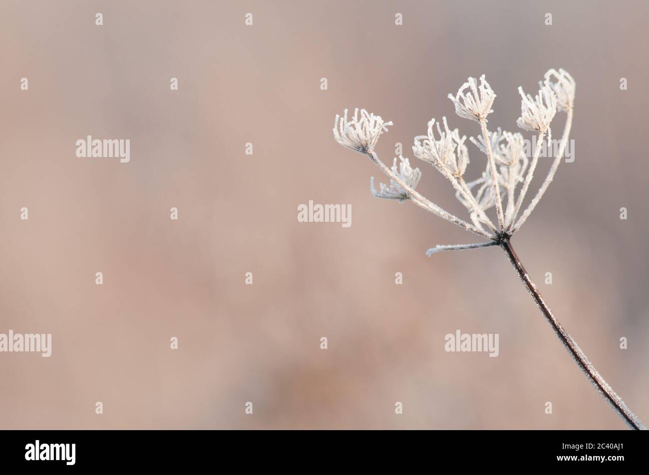 Frosted plant, Norfolk, Winter, January Stock Photo