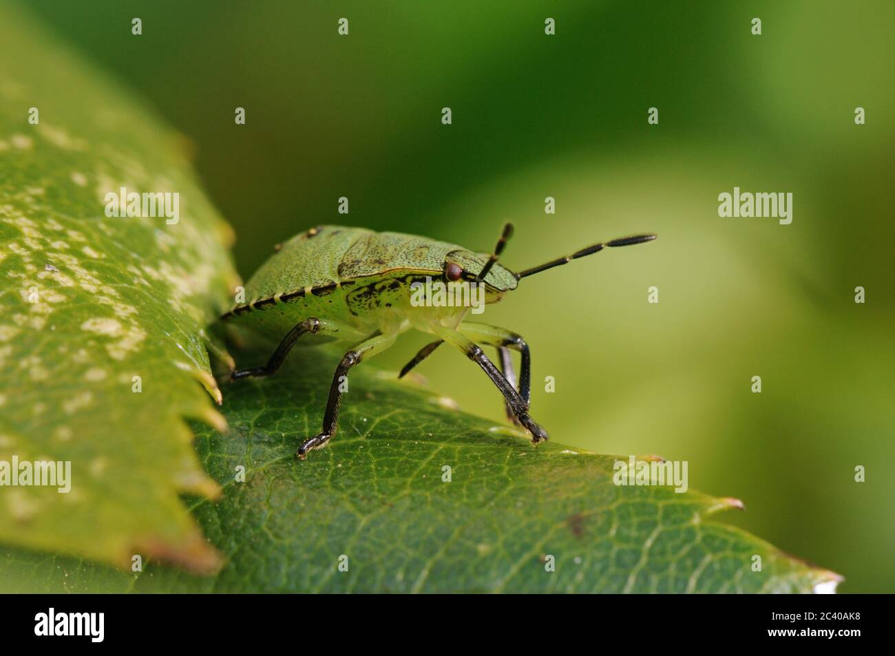 Green Shield Bug, Palomena prasina, young, on rose leaf, garden, Autumn, Norfolk Stock Photo