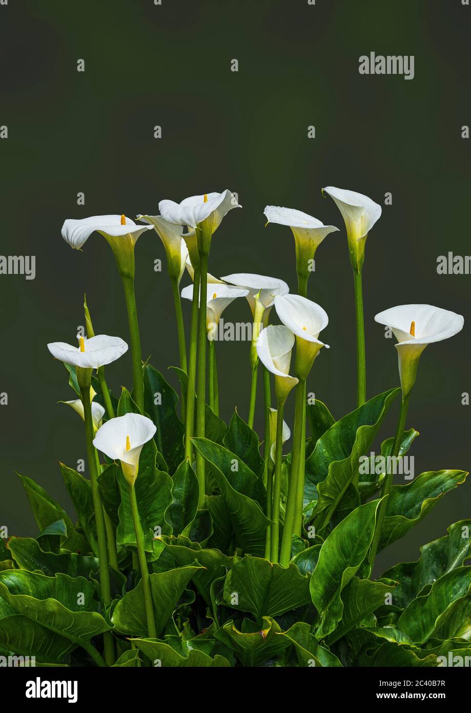 A Calla Lily in full flower. Stock Photo