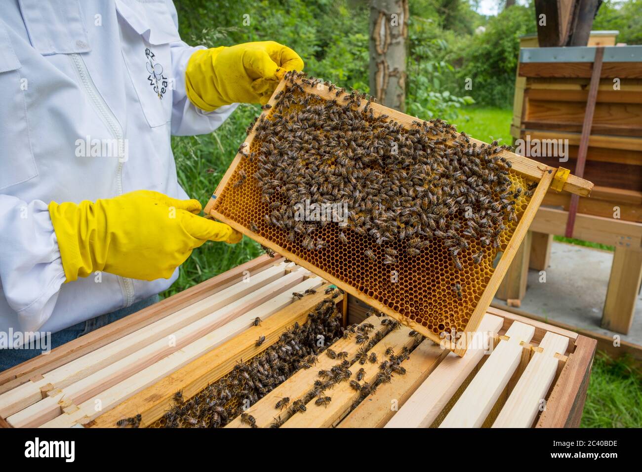 A bee keeper examines a frame from his hive. Stock Photo