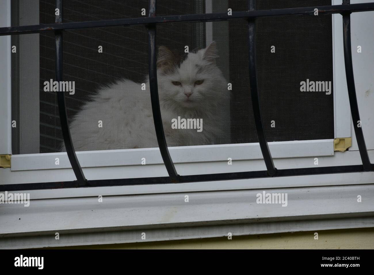Cat at the window. White cat sits on a windowsill Stock Photo - Alamy