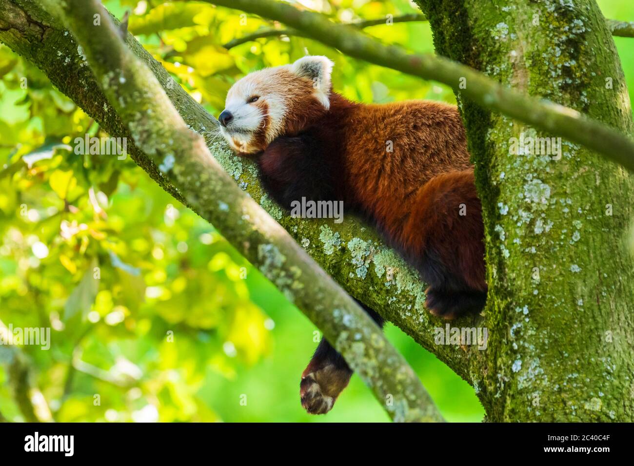 Little red panda resting in a tree facing the camera. This is a small arboreal mammal native to the eastern Himalayas and southwestern China that has Stock Photo