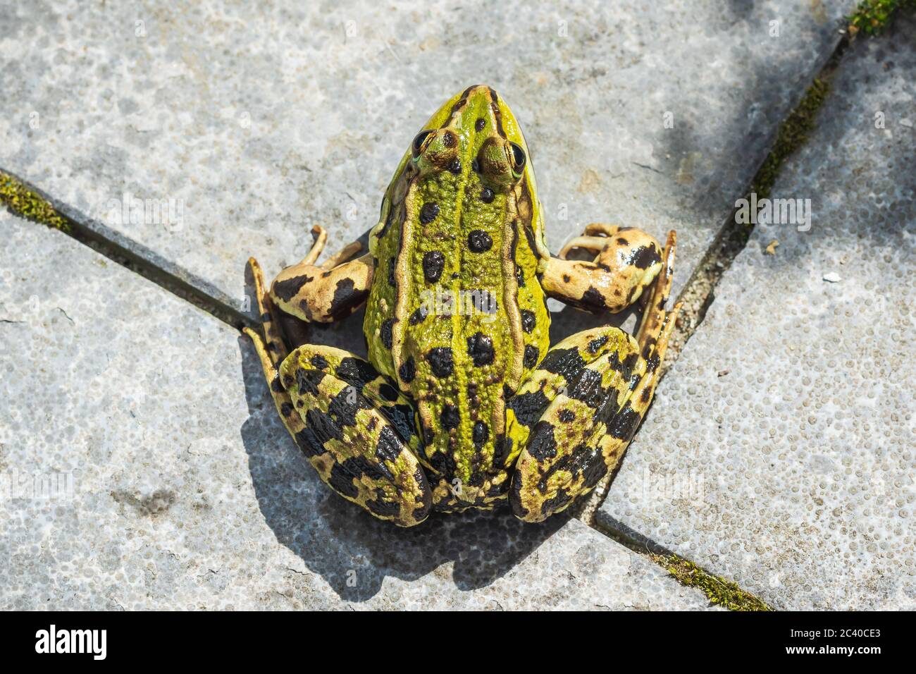 Closeup of a marsh frog, Pelophylax ridibundus, top view on a garden floor. Low point of view, selective focus. Stock Photo