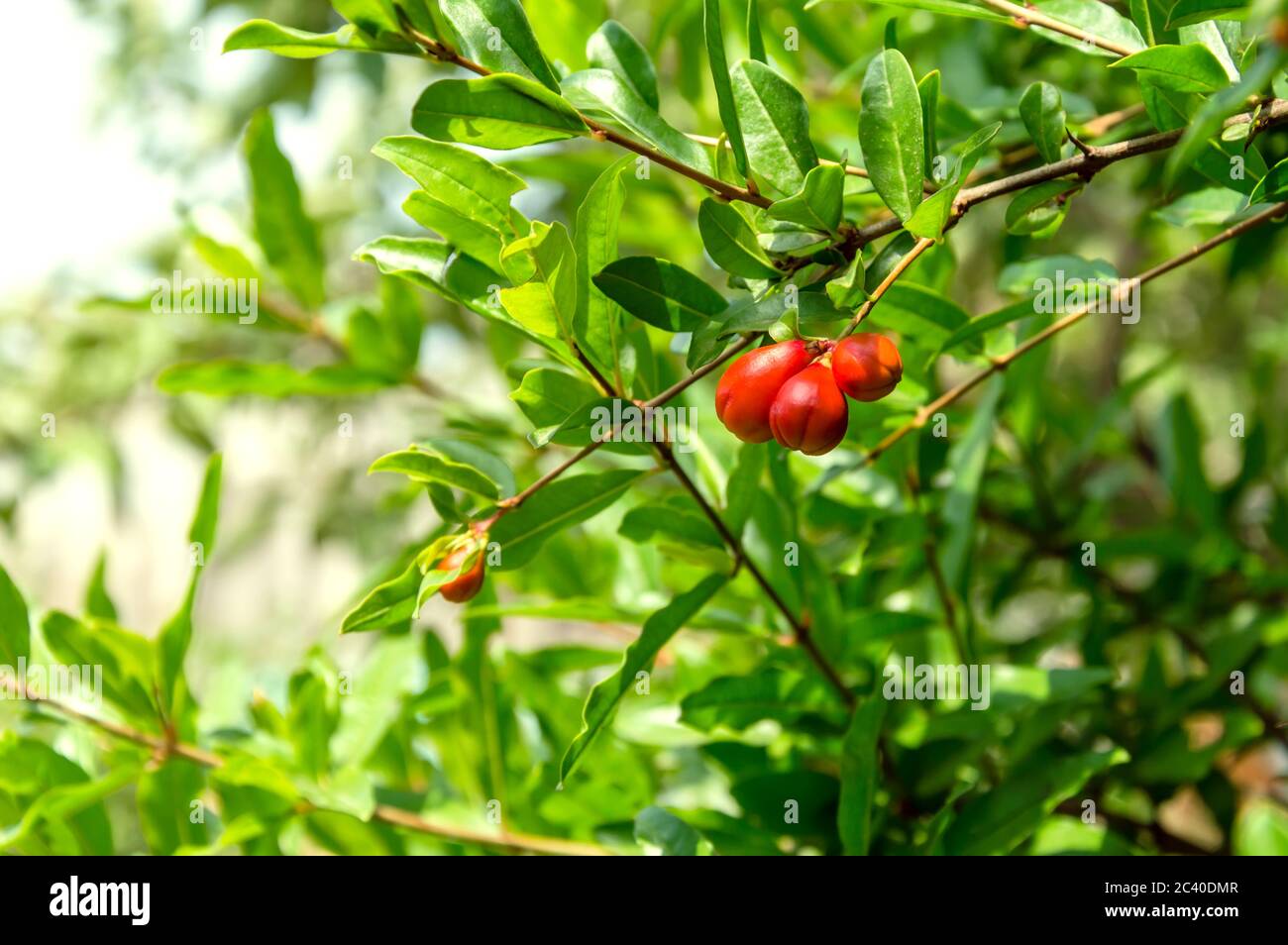 Pomegranate tree branch with small unripe fruits on sunny day. Punica Granatum cultivation. Organic gardening and agriculture Stock Photo