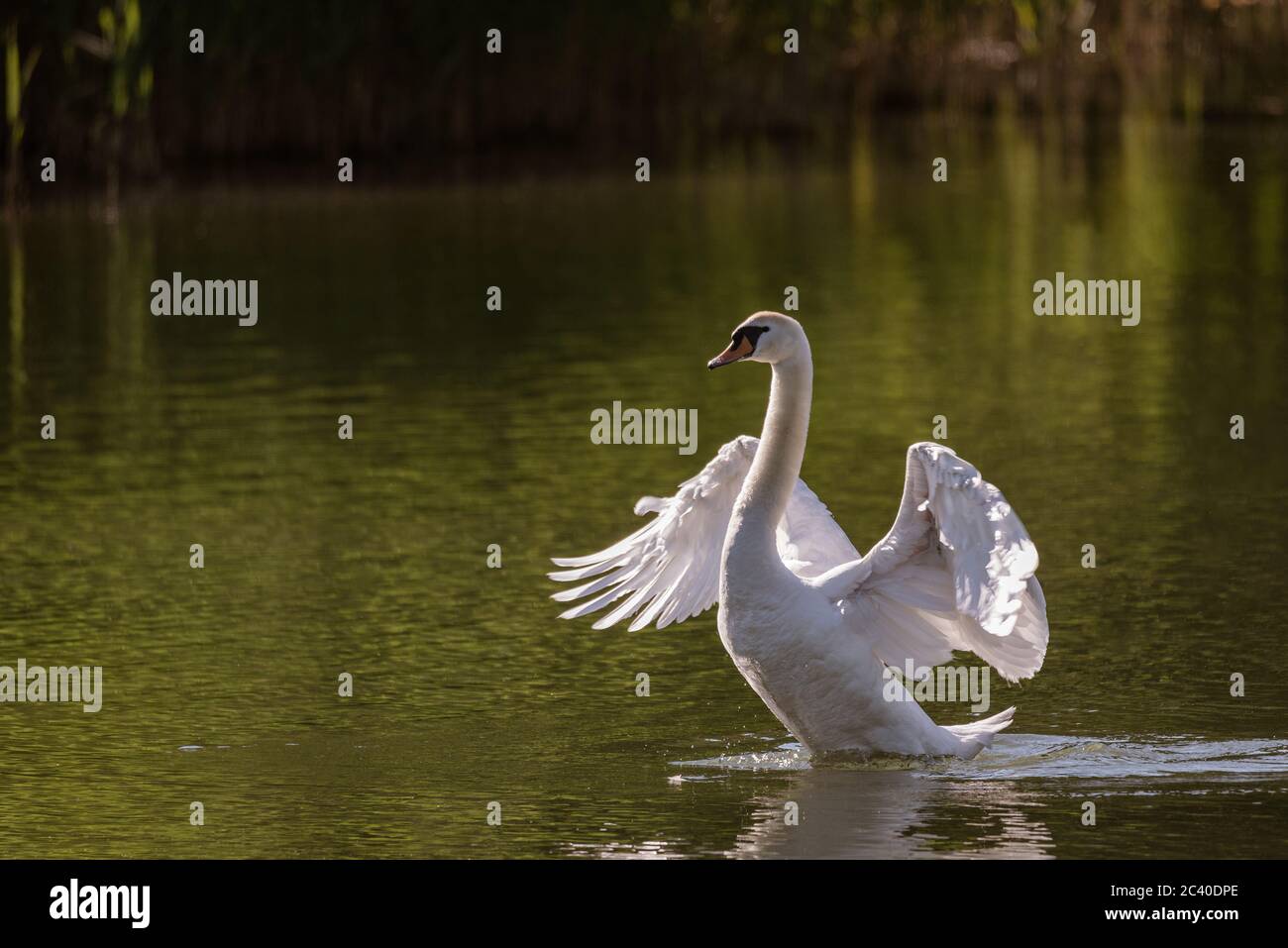 Mute swan swims in the river waters spreading its large wings, large water bird in the natural environment in the early morning Stock Photo