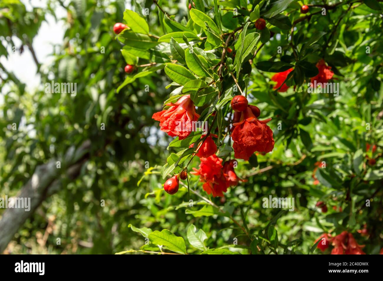 Pomegranate tree branch with blooming red flowers and small unripe fruit. Punica Granatum cultivation. Organic gardening and agriculture Stock Photo
