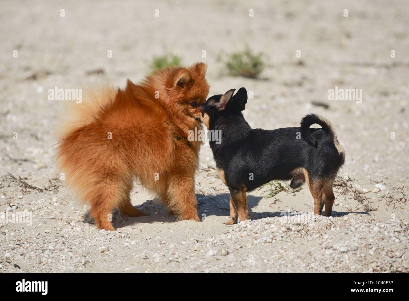 german spitz chihuahua mix