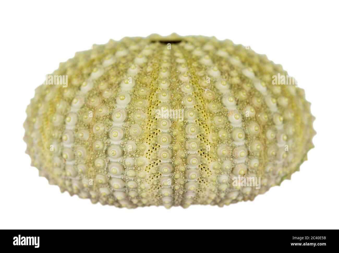 Sea urchin shell isolated on white background. Stock Photo