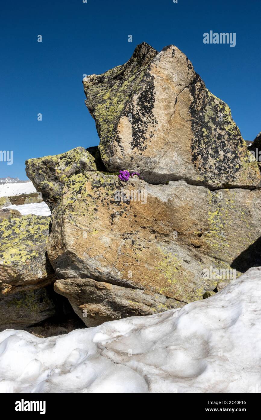 Die Rote Felsen-Primel blüht am warmen Fels, während darum herum noch Schnee liegt. Bei Furggulti oberhalb von Bellwald, Wallis. Stock Photo