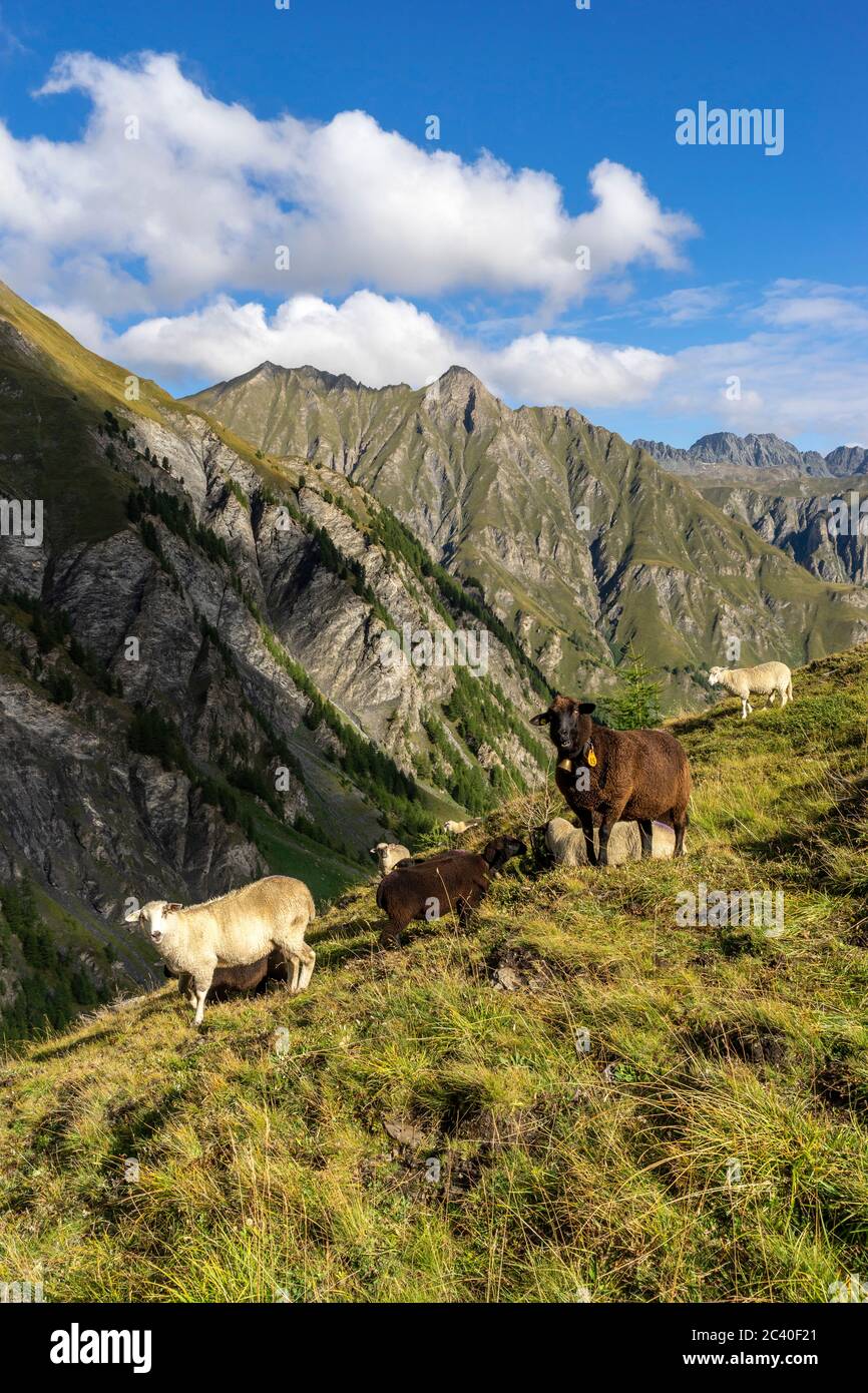 Schafe im Val Maisas, Samnaun, Kanton Graubünden. Hinten der Piz Ot. Stock Photo