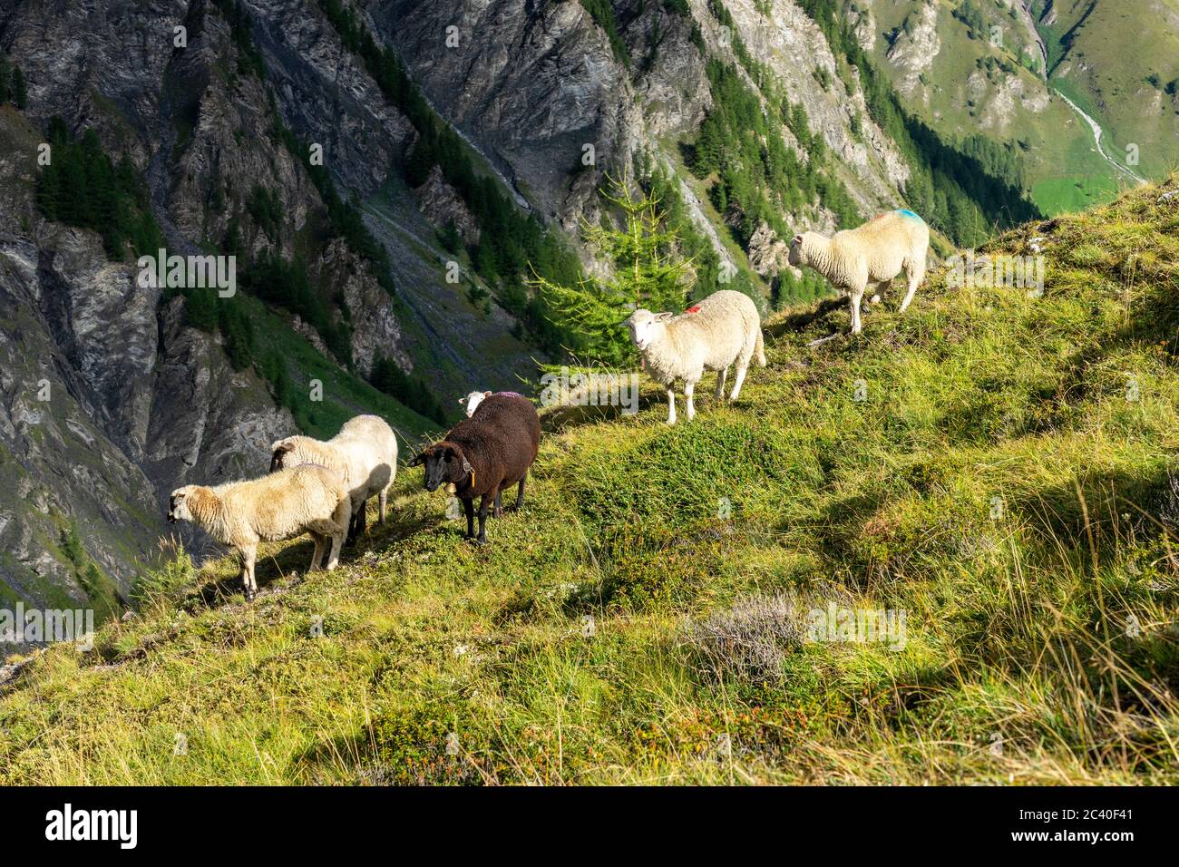 Schafe im Val Maisas, Samnaun, Kanton Graubünden. Stock Photo