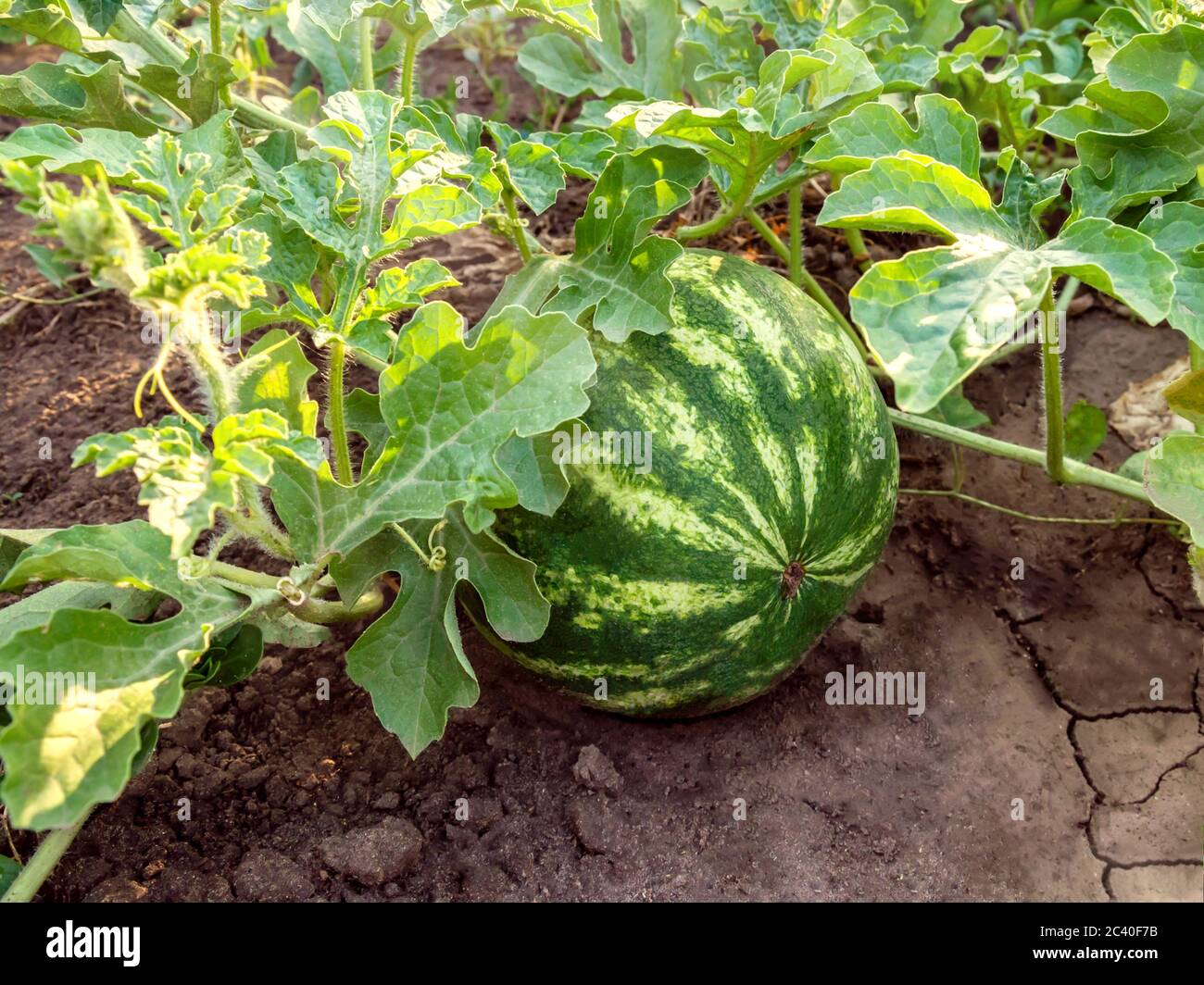 Watermelon growing in garden or field among lush foliage on the ground under sunlight