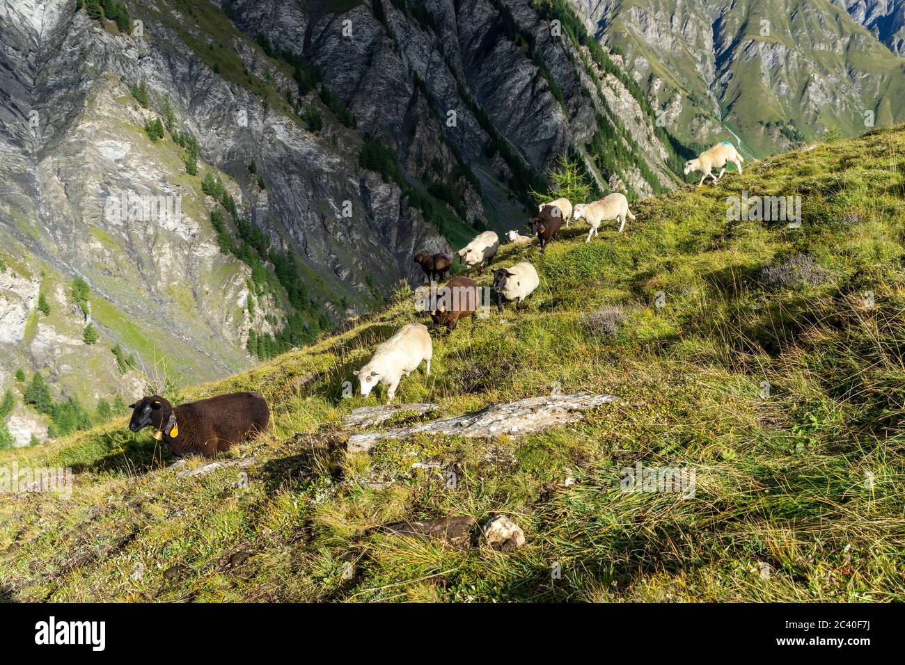 Schafe im Val Maisas, Samnaun, Kanton Graubünden. Stock Photo