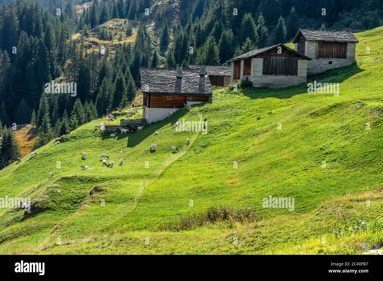 Ziegen auf einer Alp in der Nähe von Gadastatt oberhalb Vals, Valser Tal, Graubünden. Stock Photo