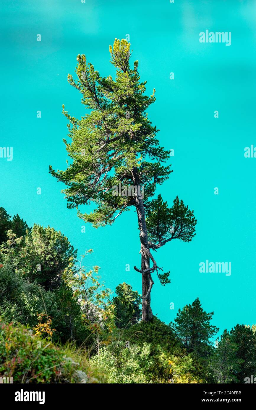 Föhre oder Arve über dem türkisblauen Wasser des Zervreilasees, Valser Tal, Graubünden Stock Photo