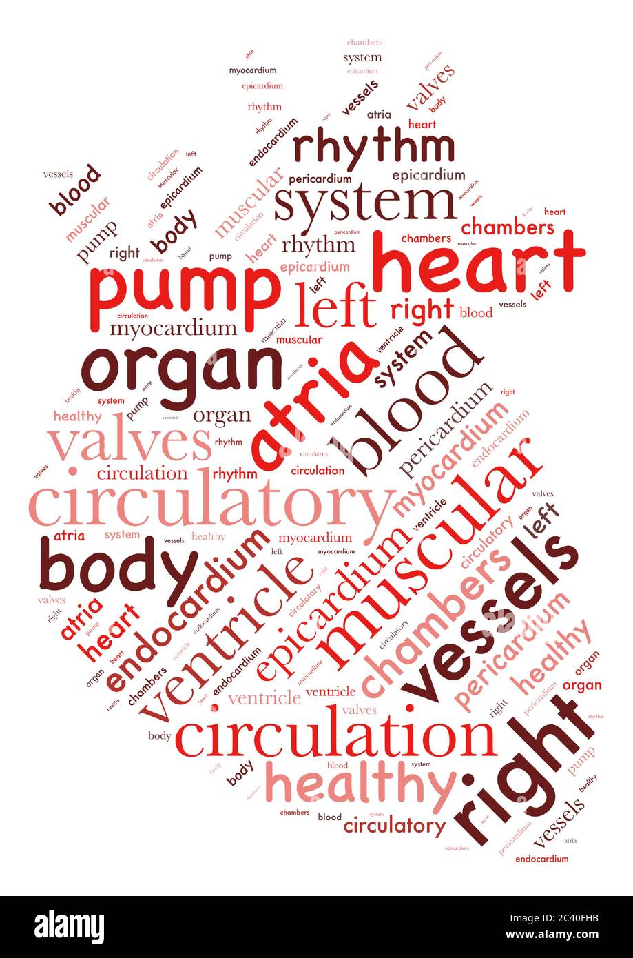 Word cloud representing the parts of the human heart Stock Vector