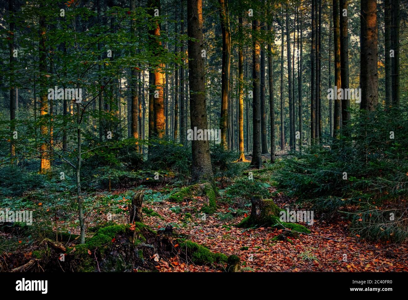 Herbstwald in Norddeutschland Stock Photo
