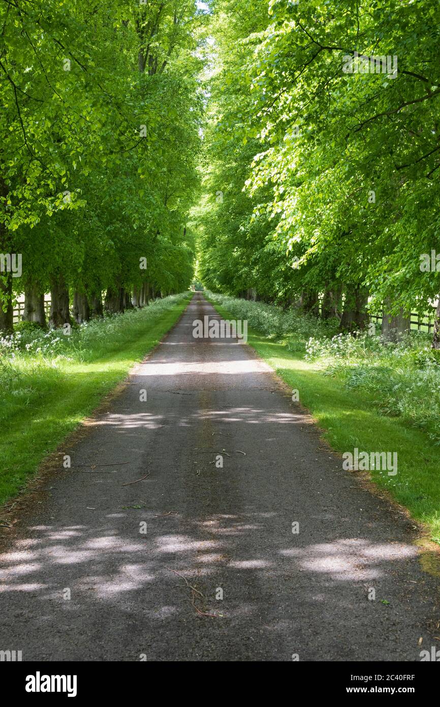 Winchester, Hampshire, England - Avenue of beech trees with country lane dappled in sunlight Stock Photo
