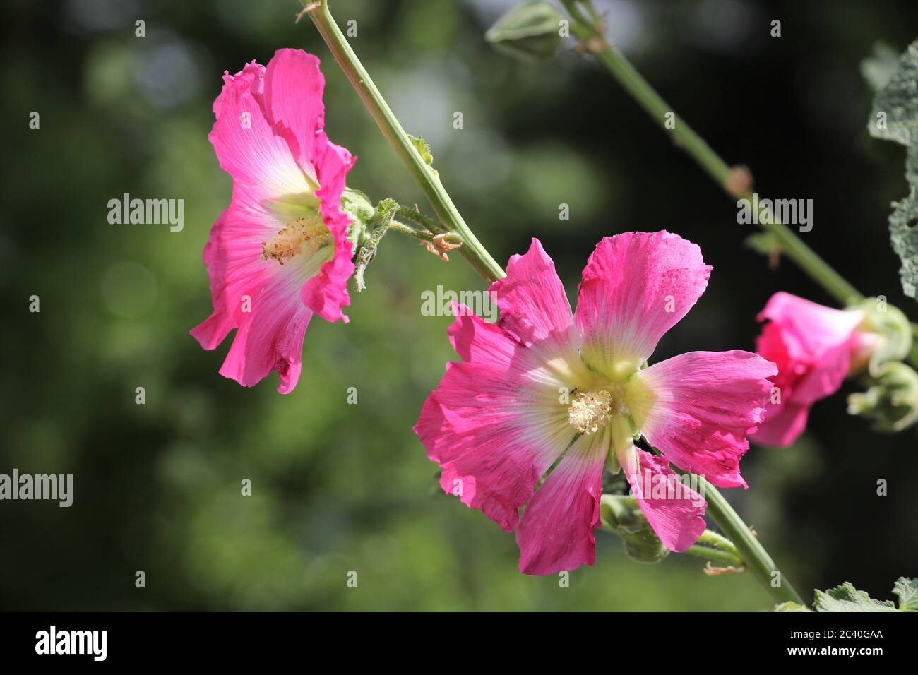 Marshmallow flower (Althaea officinalis) is a useful plant for human health. Photo of medicinal plants and marshmallow flowers. Stock Photo