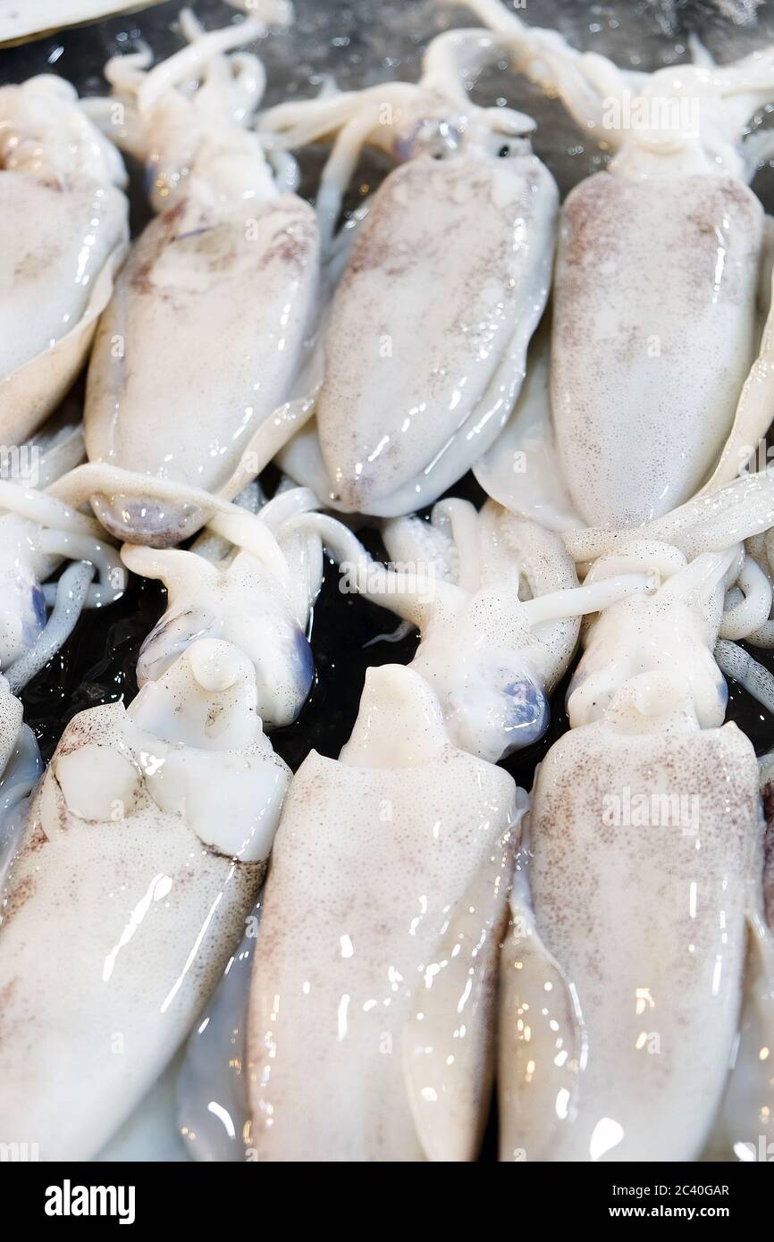Fresh Squid in The Local Market Stock Photo - Alamy