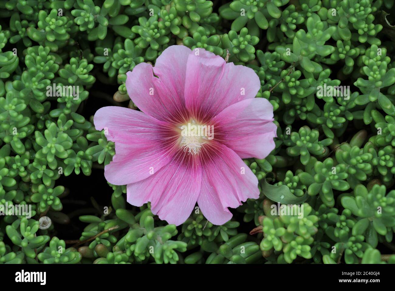 Marshmallow flower (Althaea officinalis) is a useful plant for human health. Photo of medicinal plants and marshmallow flowers. Stock Photo