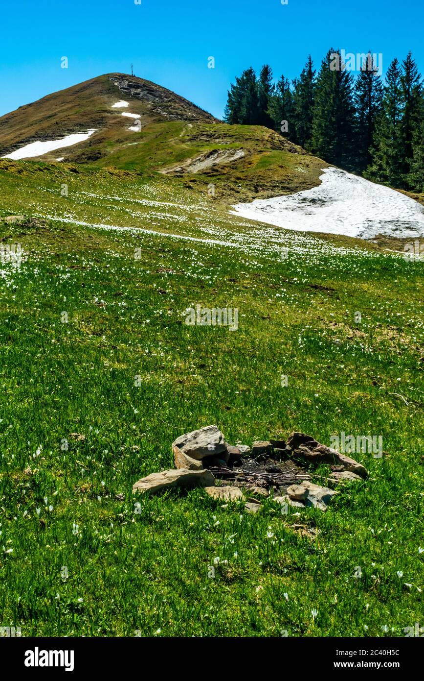 Krokusse an der Hohen Kugel, Vorarlberg, Austria, wunderbarer Frühling, Frühlingsblumen, Schönheit am Wanderweg, Schnee und Blumen, Hohenems Stock Photo