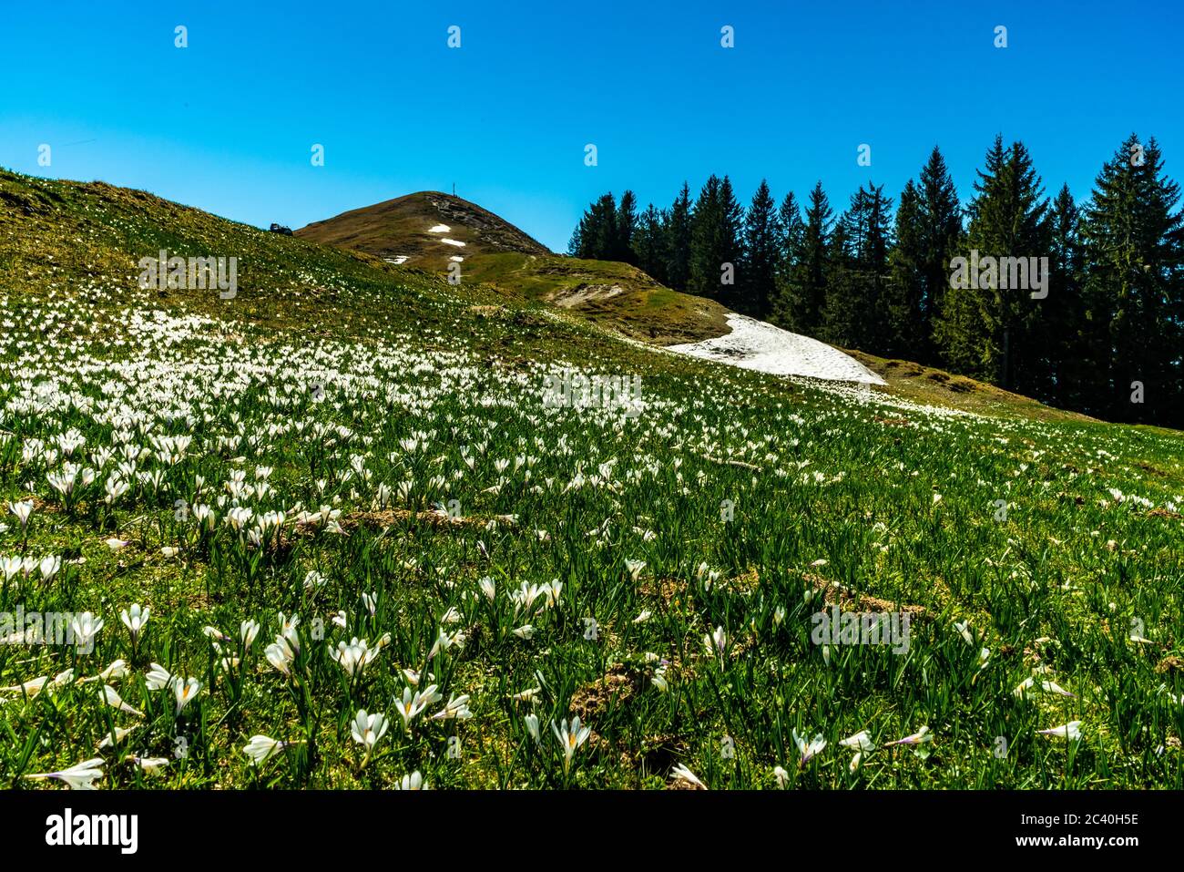 Krokusse an der Hohen Kugel, Vorarlberg, Austria, wunderbarer Frühling, Frühlingsblumen, Schönheit am Wanderweg, Schnee und Blumen, Hohenems Stock Photo