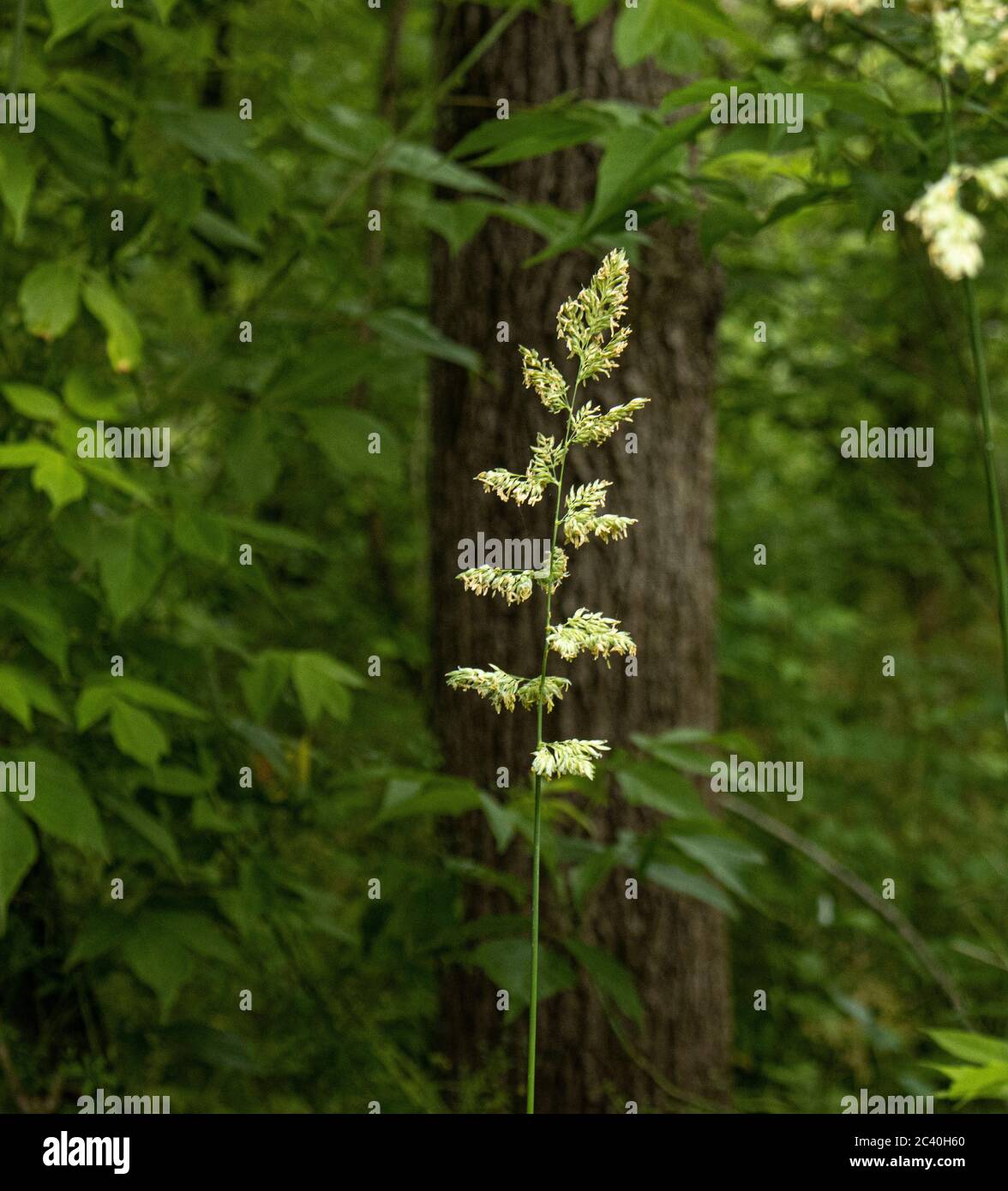 Stalk of Grass,Poaceae or Gramineae, Gone to Seed with a Forest Background at Speedwell Forge Park, Lancaster County, Pennsylvania Stock Photo