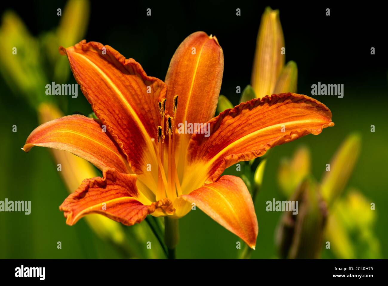 gelbe Lilien im Garten, orange Lilien, offene Blüten, sonniger Garten, freigestellt, Kartenmotiv, wunderschöne Lilien, grüner Hintergrund, mein Garten Stock Photo