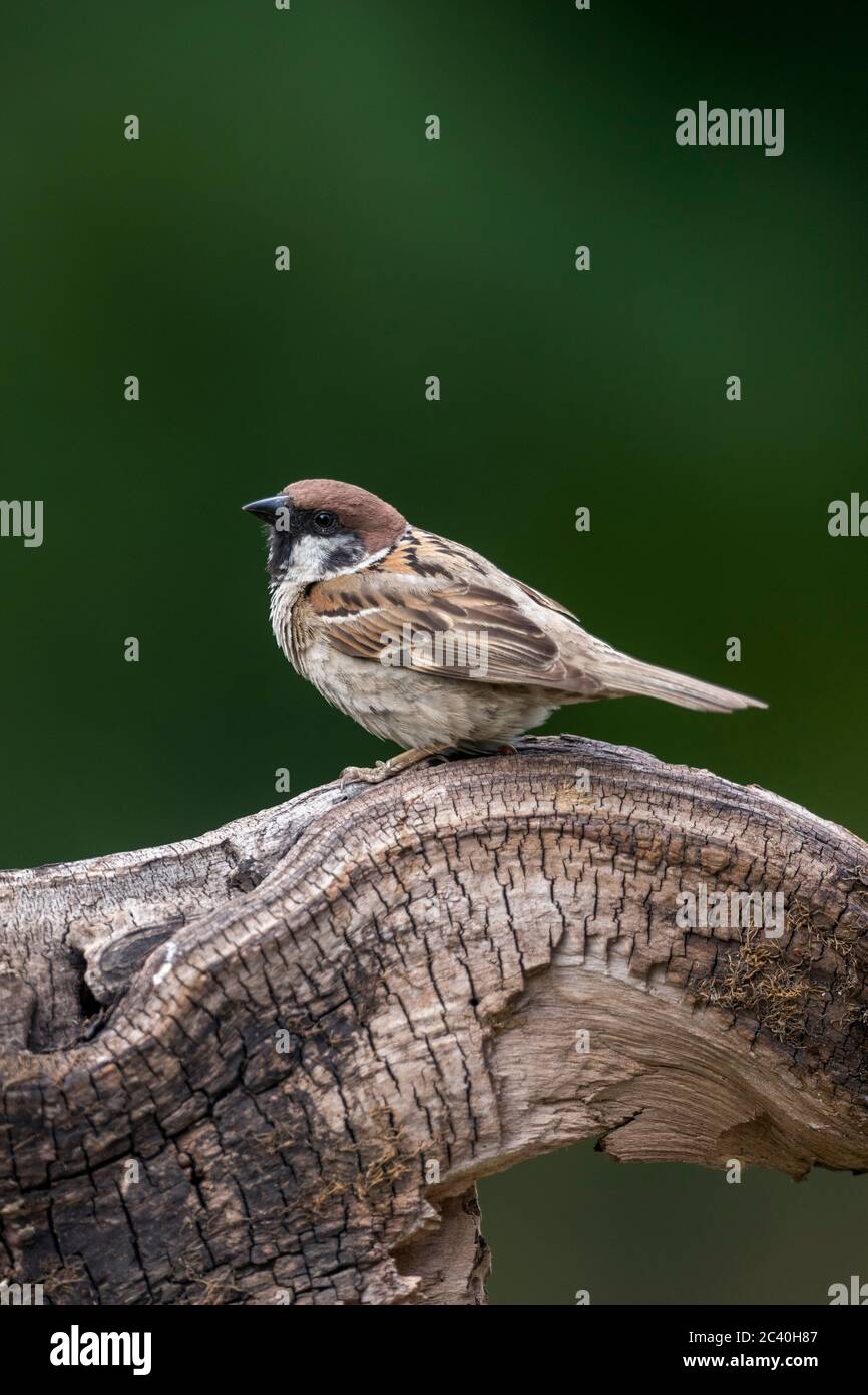 Tree Sparrow; Passer montanus; UK Stock Photo