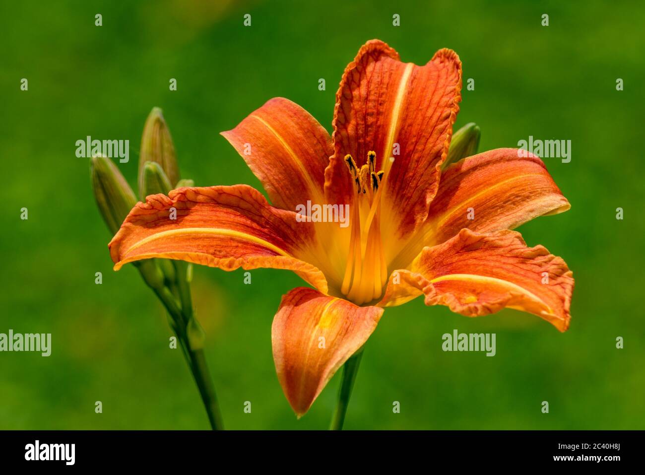 gelbe Lilien im Garten, orange Lilien, offene Blüten, sonniger Garten, freigestellt, Kartenmotiv, wunderschöne Lilien, grüner Hintergrund, mein Garten Stock Photo