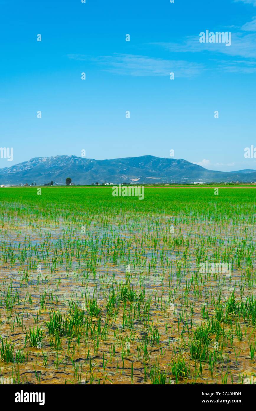 a view over a flooded paddy field in the Ebro Delta in Deltebre, Catalonia, Spain Stock Photo