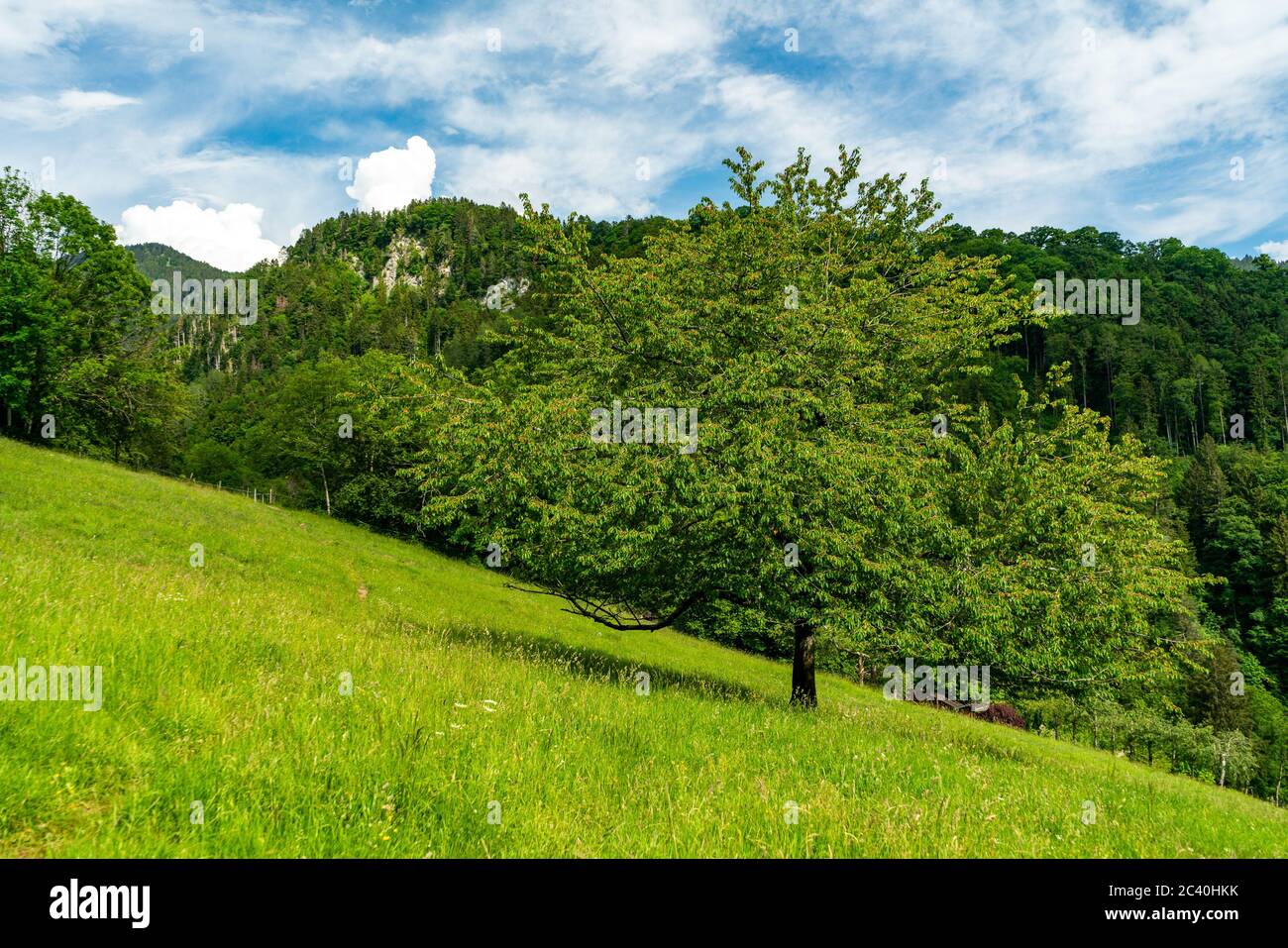 Kirschbaum in Orsanka, Klaus, Vorarlberg, Austria, ein schöner grosser Baum steht allein auf der Wiese, am Berghang, Bergen und Wald im Hintergrund Stock Photo
