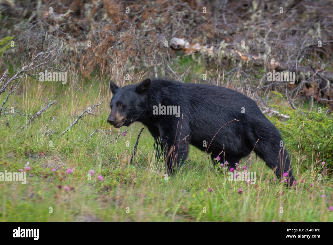 American black bear in Jasper National Park, Alberta, Rocky Mountains, Canada Stock Photo