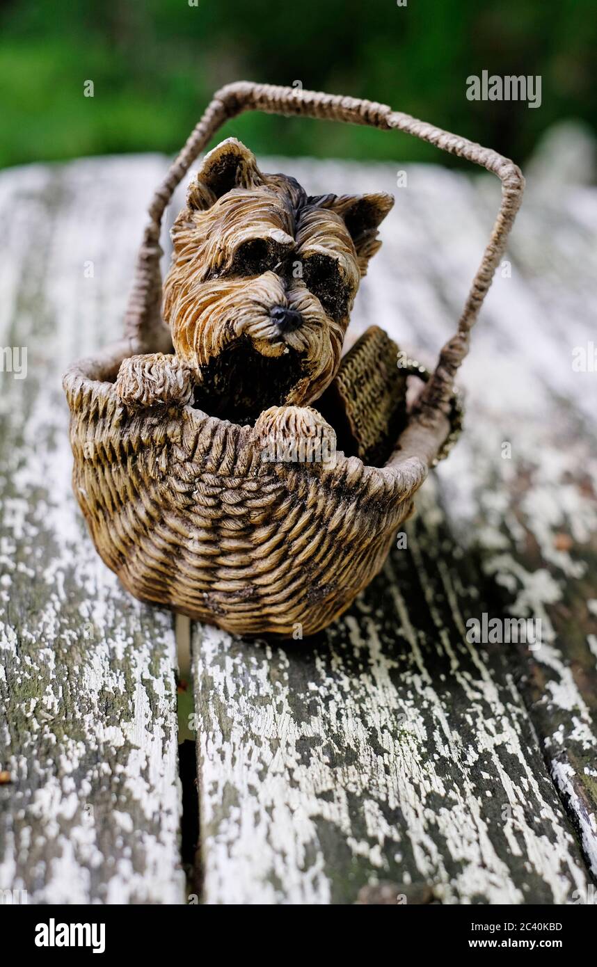 wicker scotch terrier dog in basket on weathered garden table, norfolk, england Stock Photo