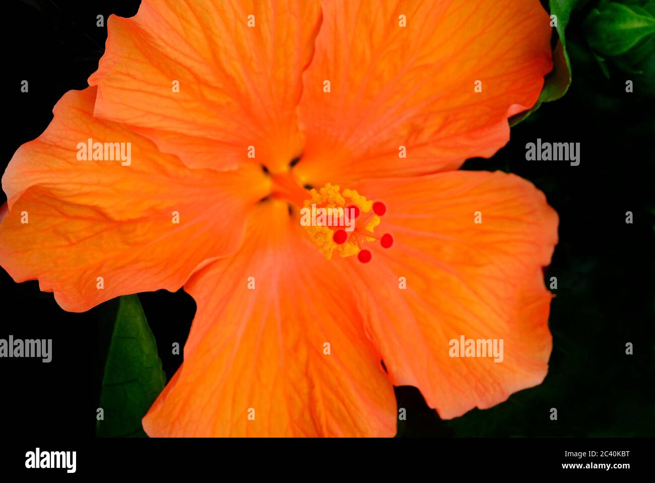 Orange Hibiscus Flower Rosa Sinensis In English Garden Norfolk England Stock Photo Alamy