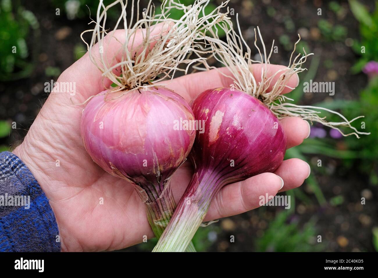 male hand holding two red onions in garden, norfolk, england Stock Photo