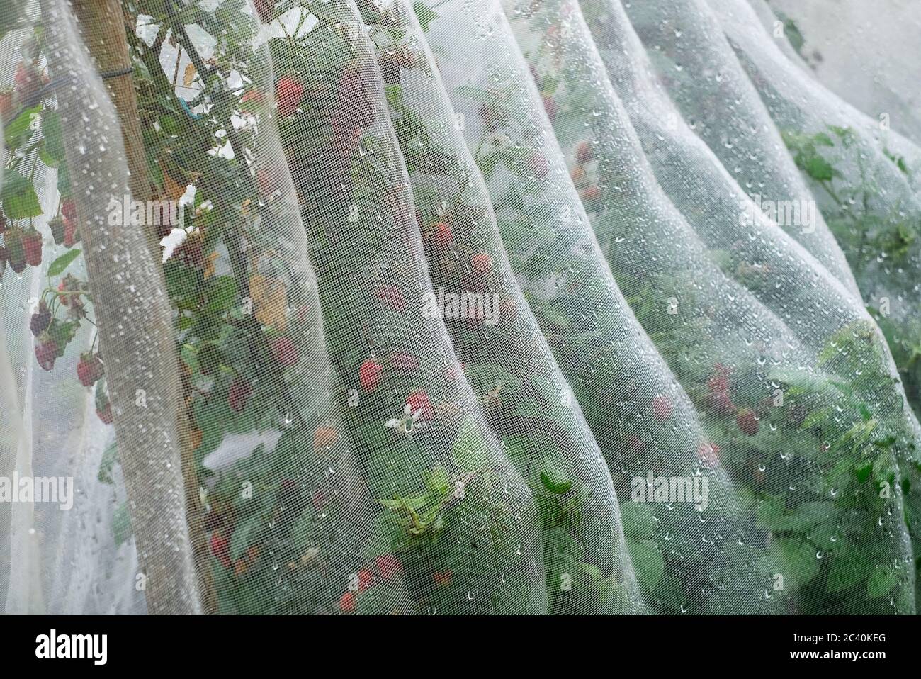 Raspberries growing hires stock photography and images Alamy