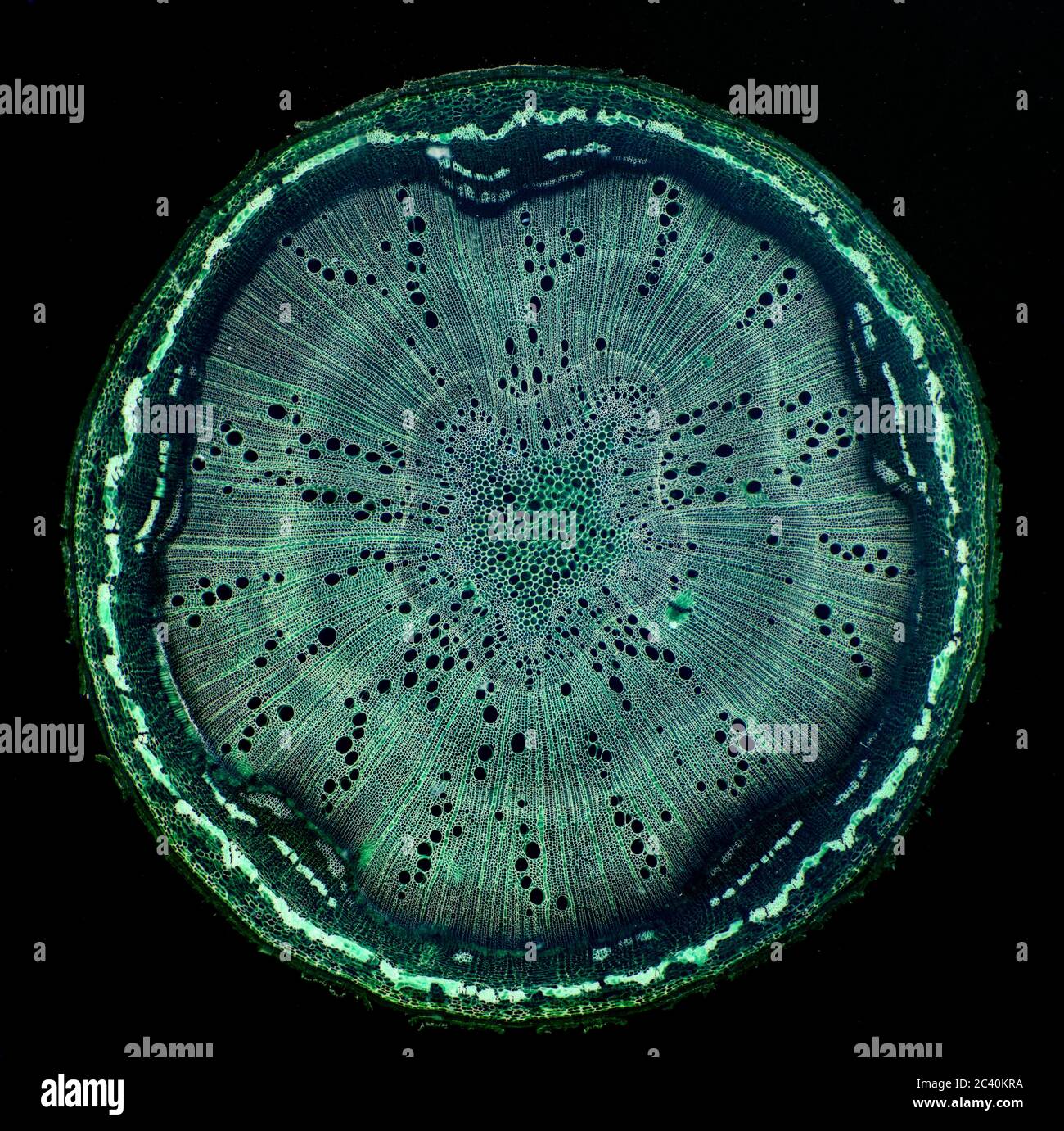 Light microscope cross section stem hires stock photography and images Alamy