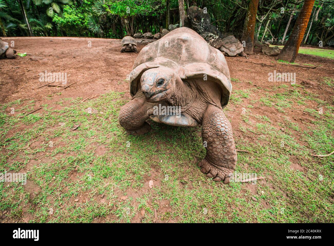 Feeding big turtles in La Vanille natural park, Mauritius Stock Photo ...