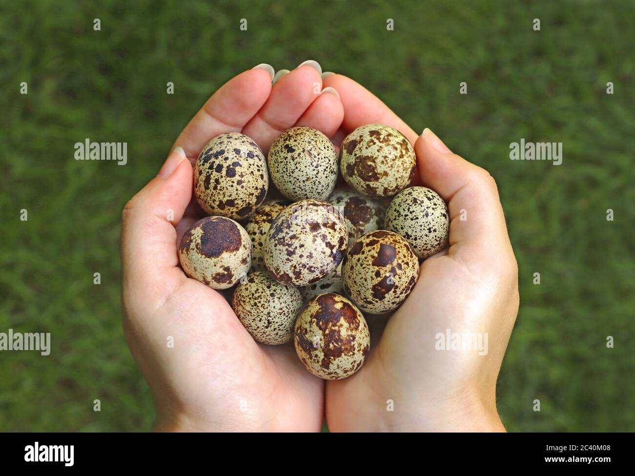 hands of a young woman presenting spotted quail eggs Stock Photo