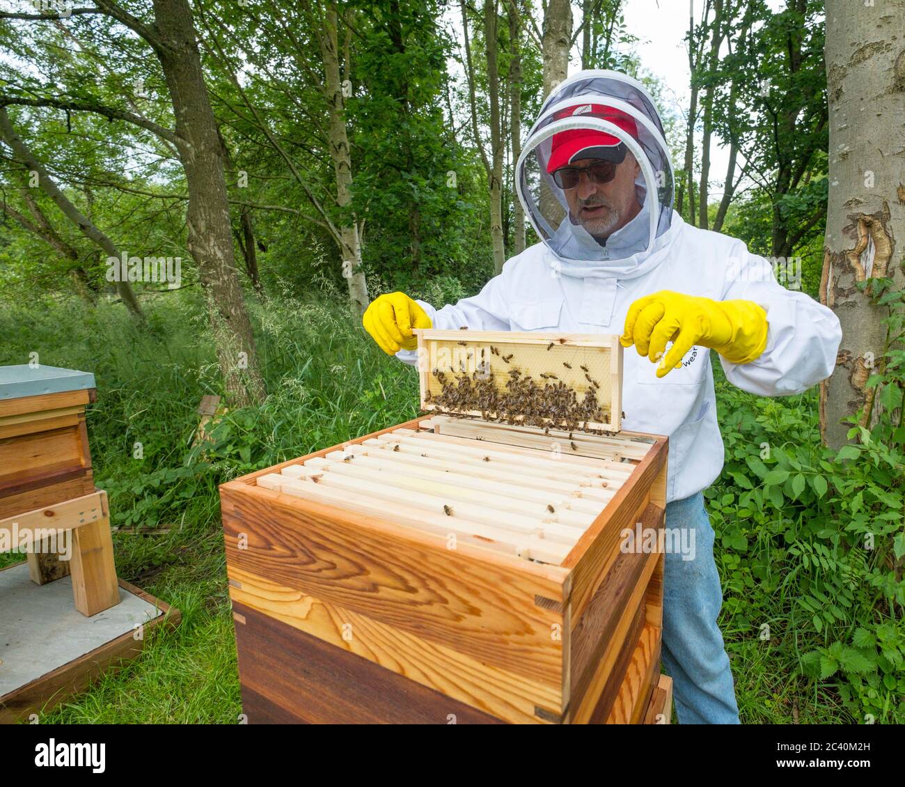 A beekeeper at work on his hives. Stock Photo