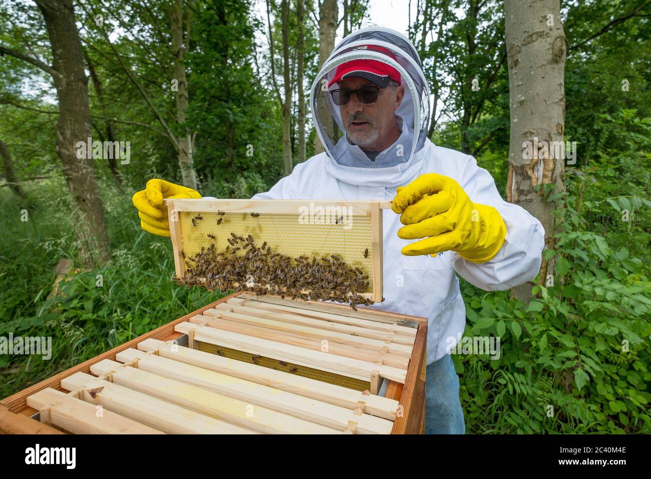 A bee keeper examines a brood frame with wax foundation. Stock Photo