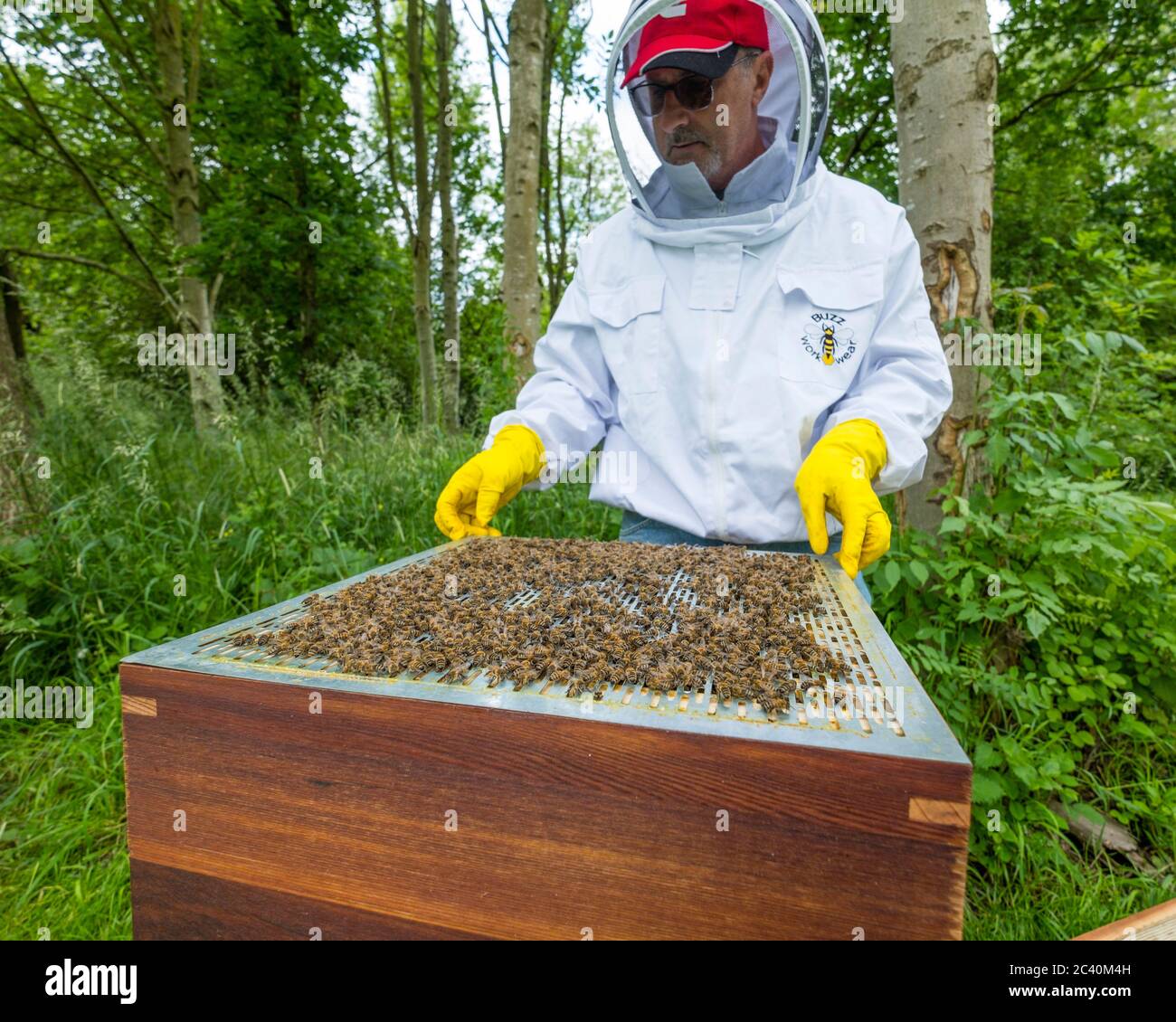 A beekeeper at work on his hives Stock Photo - Alamy