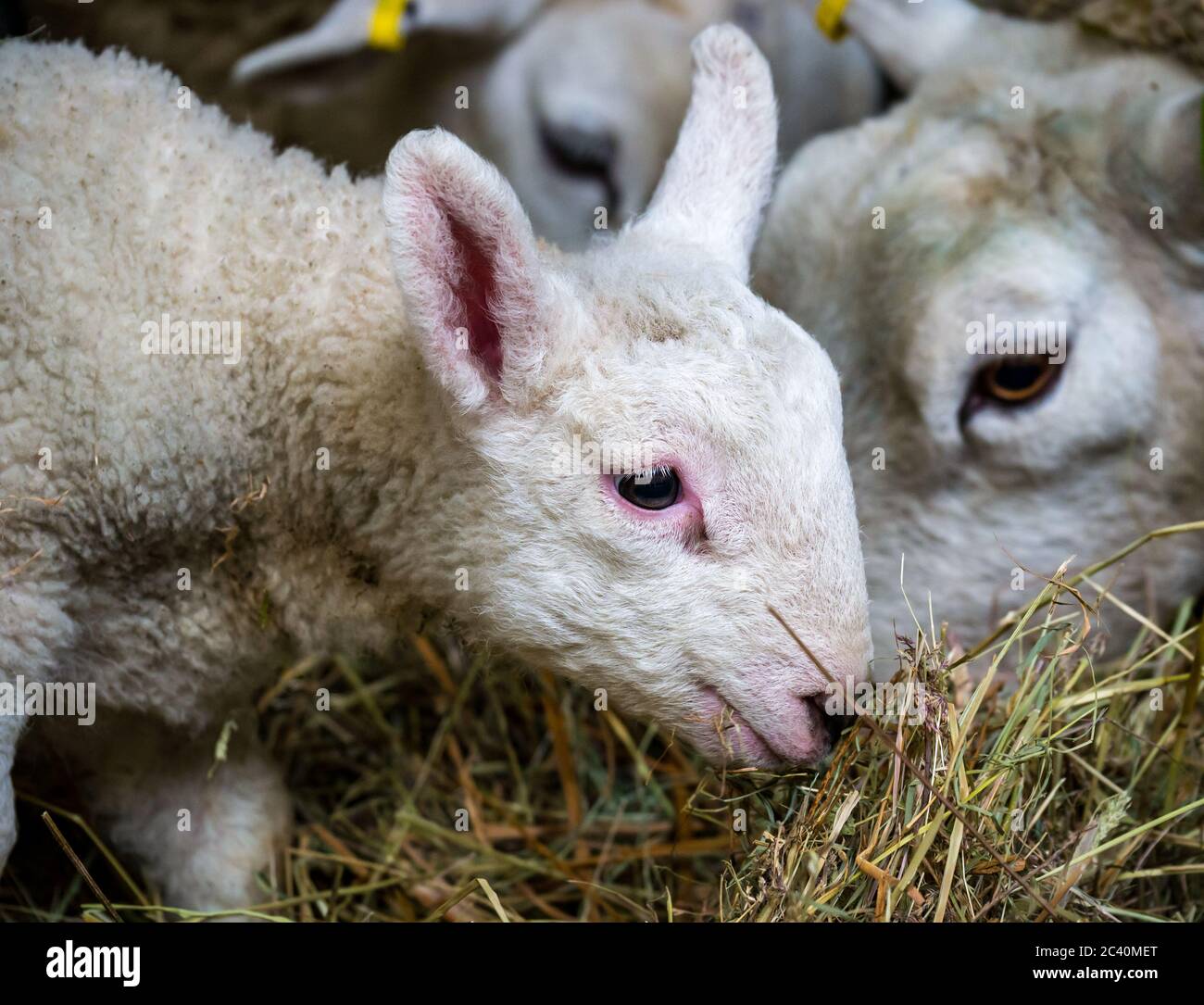 Close up of newborn lamb in hay, 1940s farm, Beamish Museum, Durham County, England, UK Stock Photo